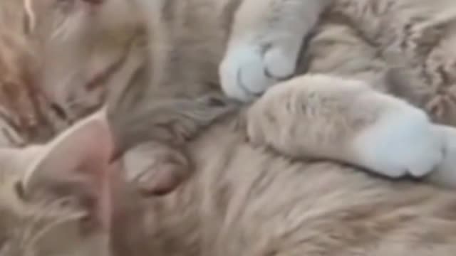 The kitten doesn't know it's shedding hair, it just wants to rub against you