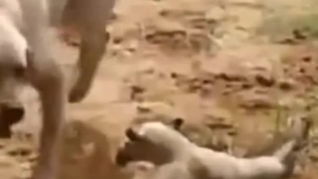 So funny cute ❤ dogs 🐶 and cats 🐱 part 6