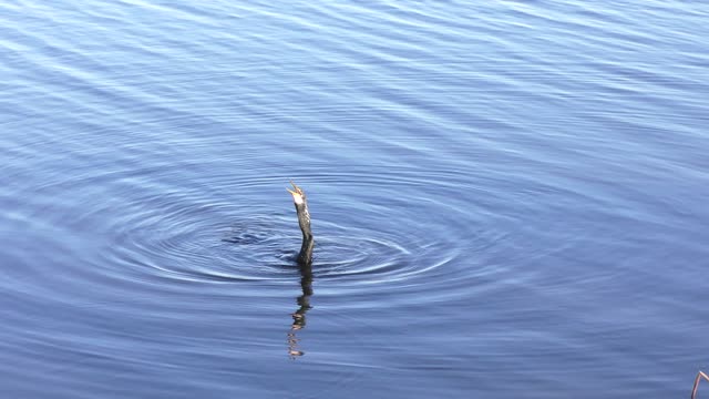 Anhinga downing a fish