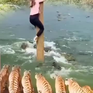 Majestic Sumatran tiger and crocodile tries to eat a girl