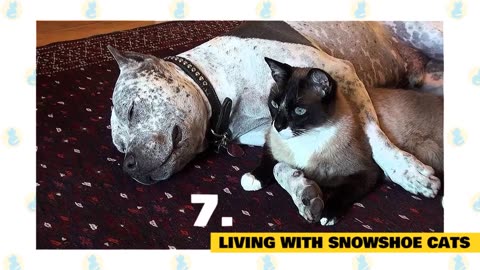 Snowshoe Cats 101 : Fun Facts & Myths