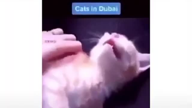 Funny cat meme short