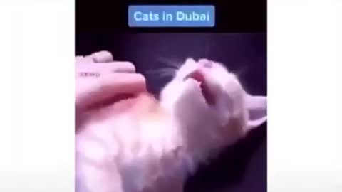 Funny cat meme short