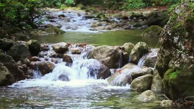 A river in the forest