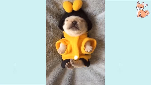 Cute Funny and Smart Dogs Compilation - by CPC