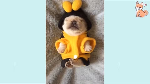 Cute Funny and Smart Dogs Compilation - by CPC