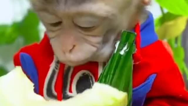 Cute monkey 🐒 ! Baby monkey 🐒 very nice