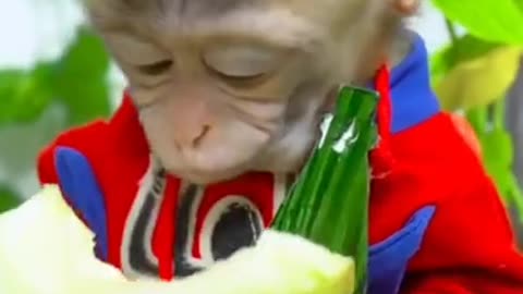 Cute monkey 🐒 ! Baby monkey 🐒 very nice