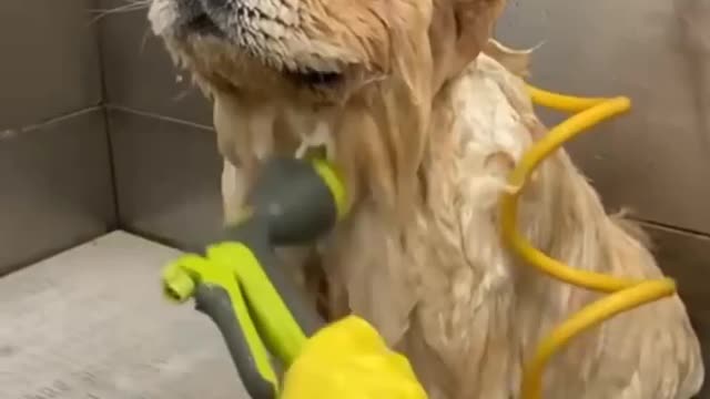 Dog bathing with pressure shower