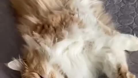 Best_Funny_Cat_Videos_😹_Cute_Cats_Moments