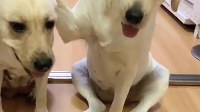 Dog animal funny video