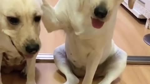 Dog animal funny video