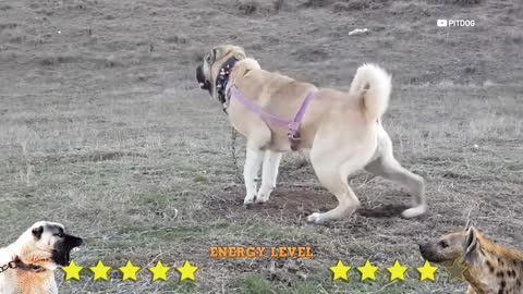 Kangal Shepherd Dog Vs Hyena Real Fight - Hyena Vs Turkish Kangal - PITDOG