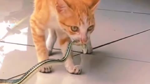 Cat vs Snake fight who will win?