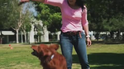 Dog Training video