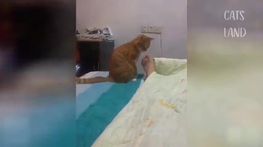 OMG So Cute Cats ♥ Best Funny Cat Videos 2021 #batth