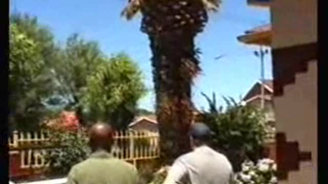 Landscaping Company Pulls Palm Tree Down On Top Of Truck