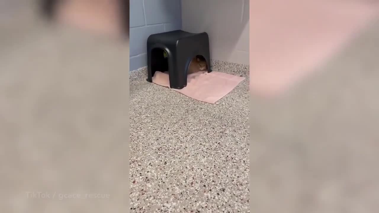 Heartbreaking video of cat crying for owners from animal shelter