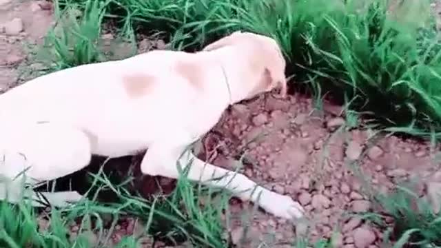 Dog finding his prey into the land