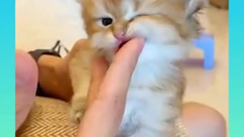 Cute cat funny reaction..