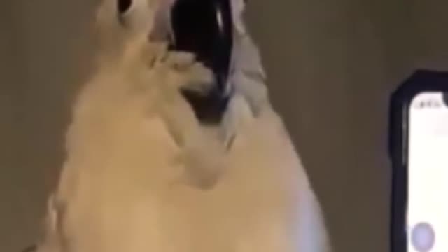 Funny parrot dancing