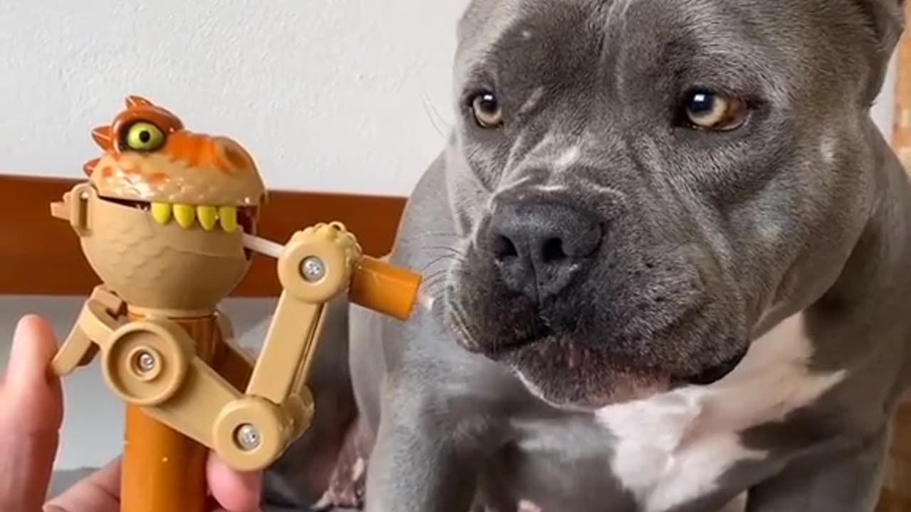 Funny dog videos