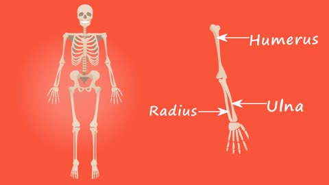 Human body system Human body diagram male Human body parts and their functions