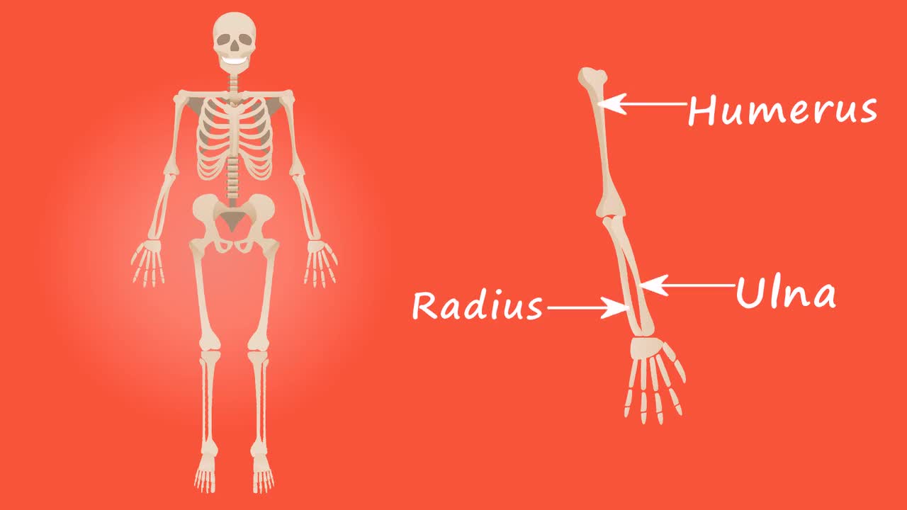 Human body system Human body diagram male Human body parts and their functions