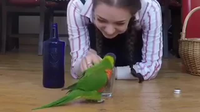 FUNNY PARROT DANCING ON HIS OWNER ACTIONS TENSION