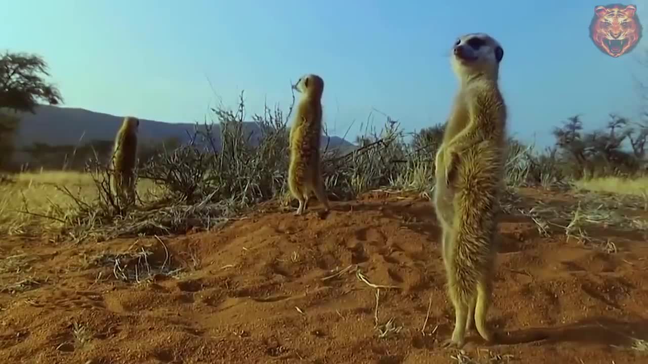 Lion Try To Hunt World's Heavyest Animal