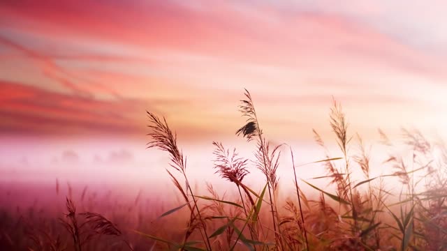 Beautiful Relaxing Music • Romantic Music for Relaxation (1080P_HD)