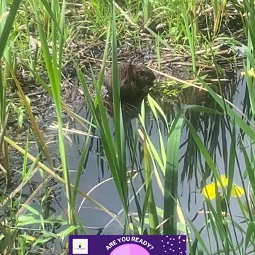 Are you a eager beaver ?