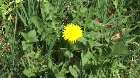 Nature Dandelion Zoom In