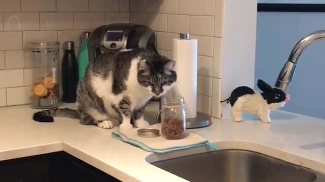 Black white grey cat sitting on kitchen counter trying to treat itself to some treats