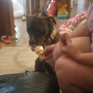 Our pets love ice cream cones