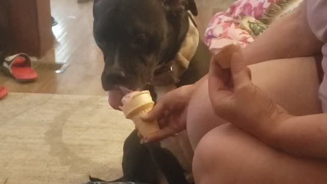 Our pets love ice cream cones