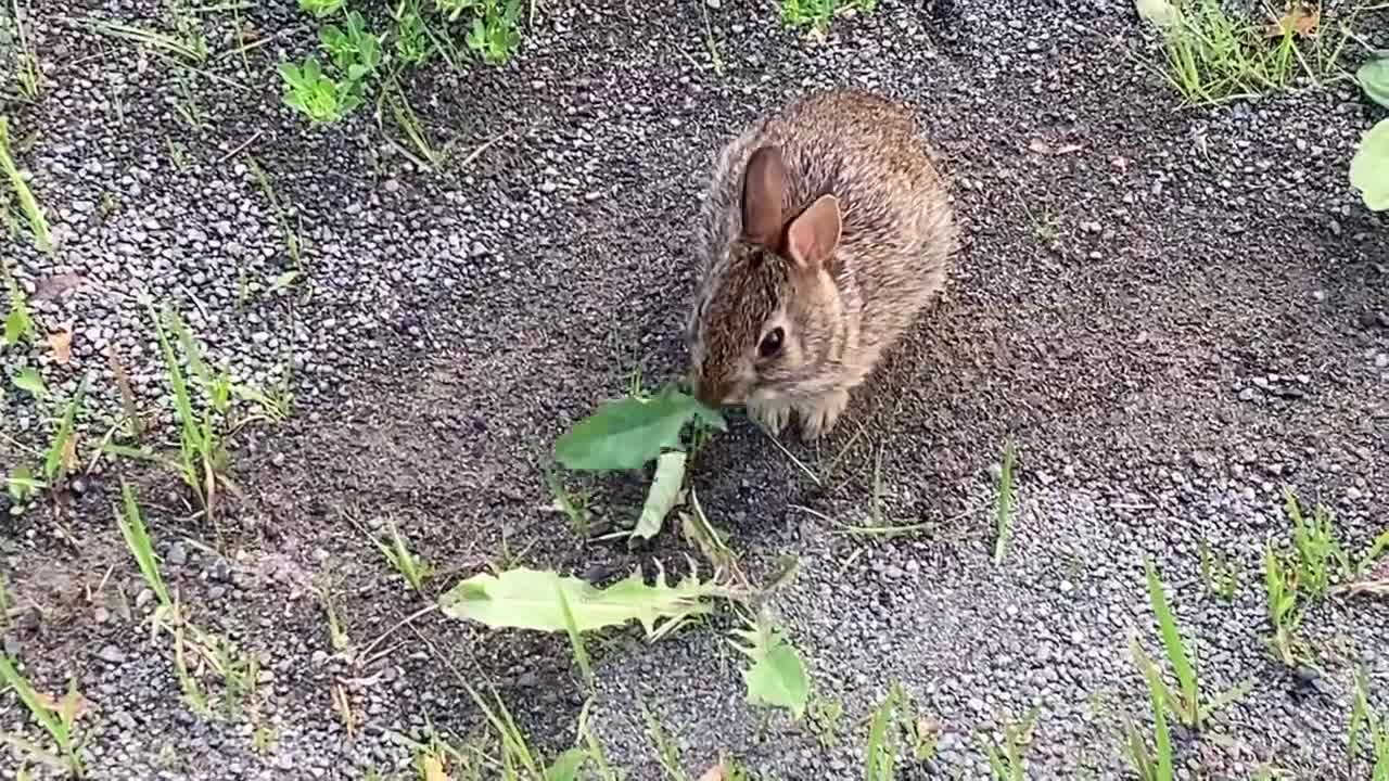 Bunny Surprise!