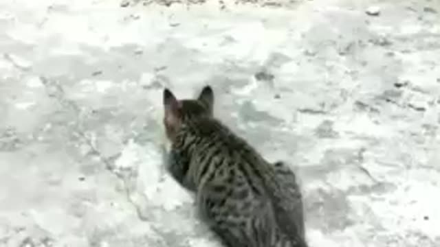 Funny Cat Fight Hen