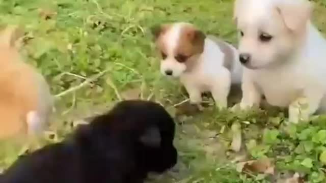 rabbit and puppy plying with each other