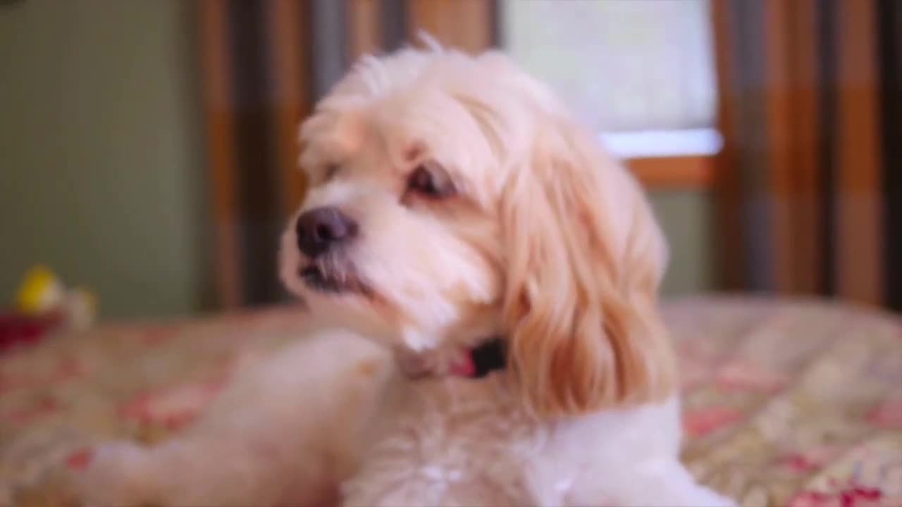 cute baby dog video