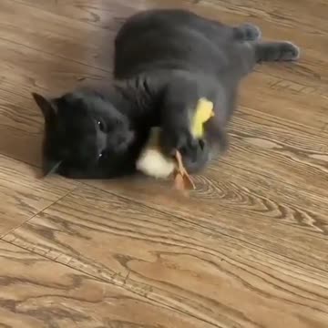 When you want to sleep on Sunday morning but .