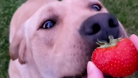 Typing a strawberry for the first time