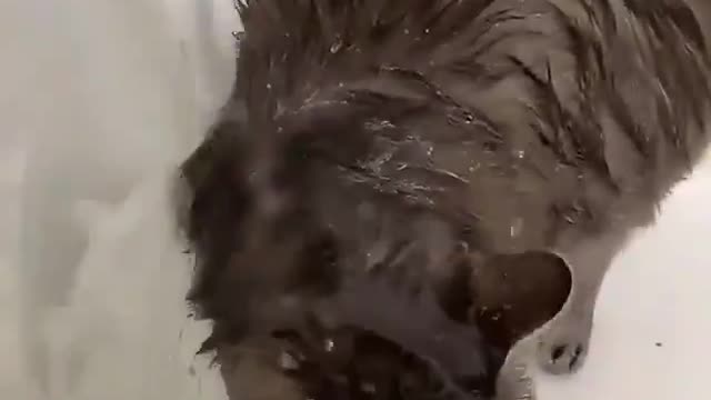 Can your cat do this? This cat could bathes himself