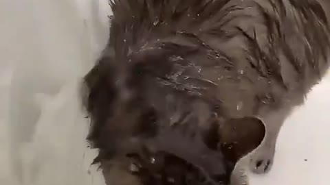 Can your cat do this? This cat could bathes himself