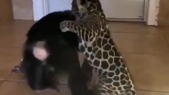 monkeys playing with jaguar. Mulher brincando com onça