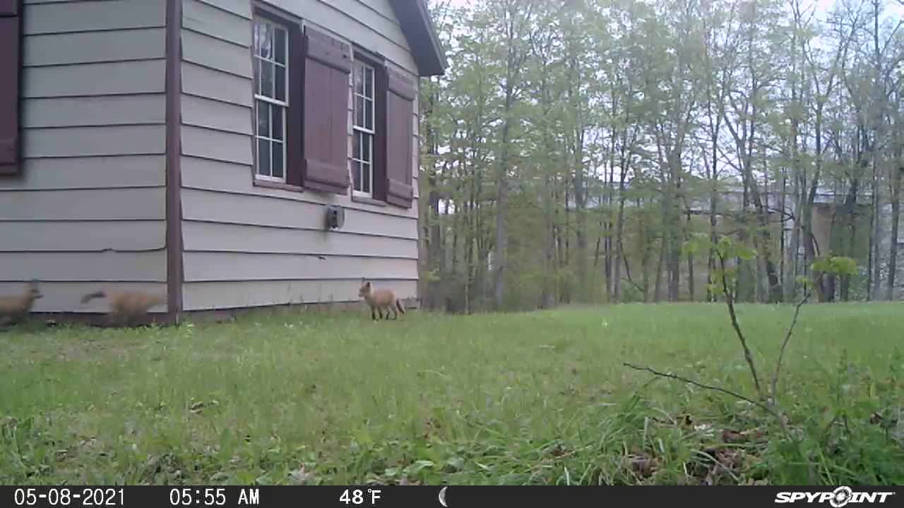 Baby fox playing around while mama is out hunting