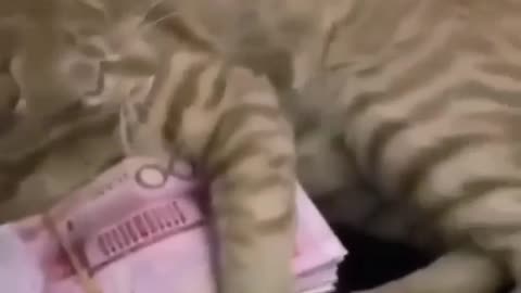 the cat with his wealth kkk