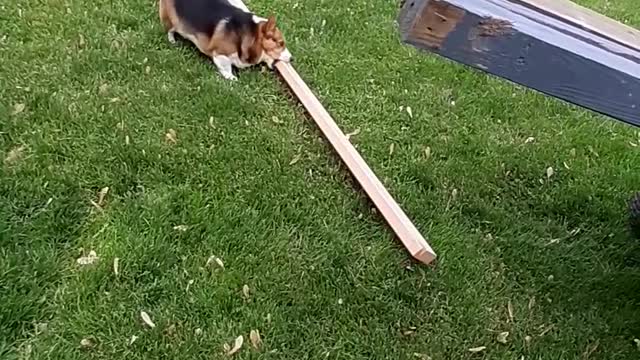 Huckleberry the Corgi Claims 2x4 as His Stick