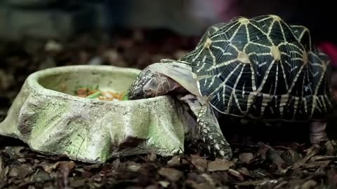 Turtle eats. Turtle in zoological garden