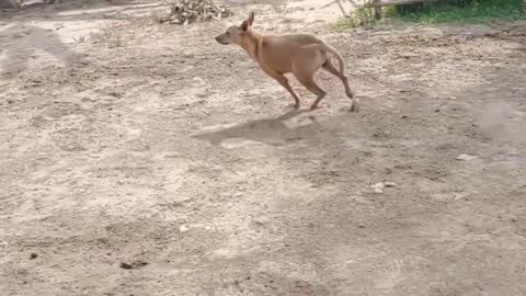 Tiger Fake Prank Dog So Funny Comedy Video